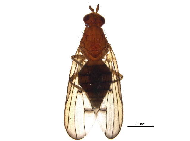 Image of dryomyzid flies