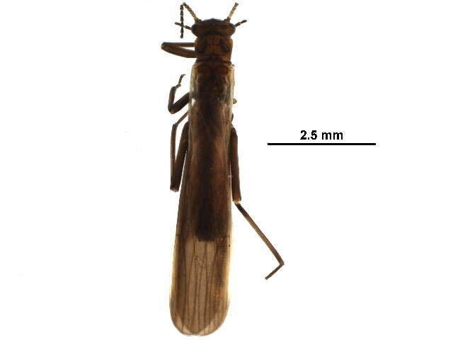 Image de Moselia infuscata (Claassen 1923)