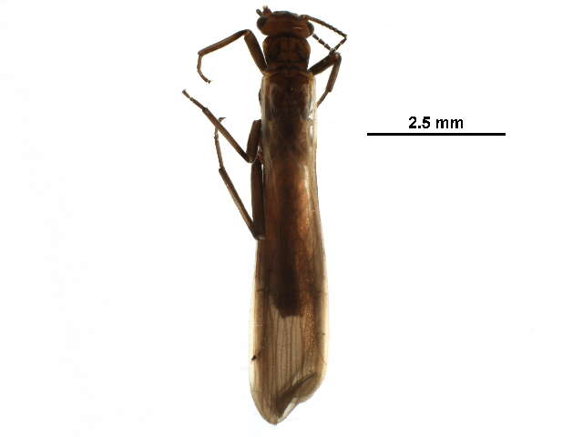 Image de Moselia infuscata (Claassen 1923)