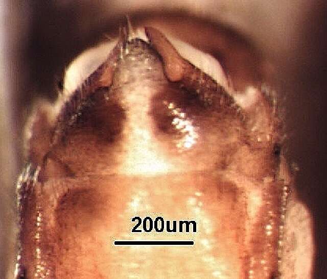 Image de Moselia infuscata (Claassen 1923)