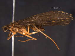 Image of Rhyacophila grandis Banks 1911