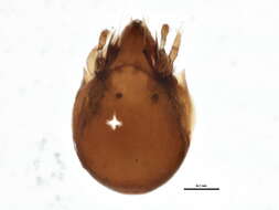 Image of Zetomimidae
