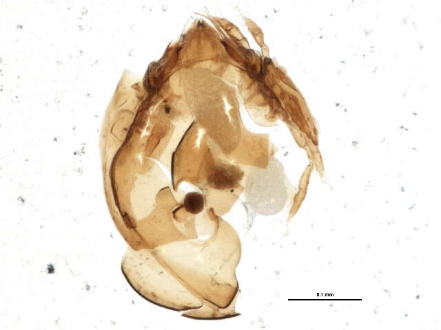 Imagem de Chamobatidae Thor 1937