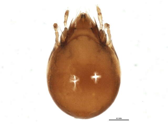 Image of Zetomimidae
