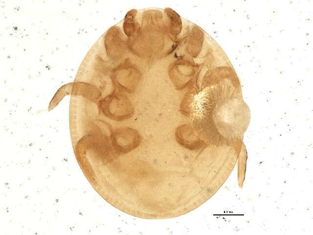 Image of <i>Trichouropoda parisiana</i>