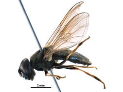 Image of Cheilosia prima (Hunter 1896)