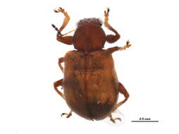 Image of Xanthonia decemnotata (Say 1824)