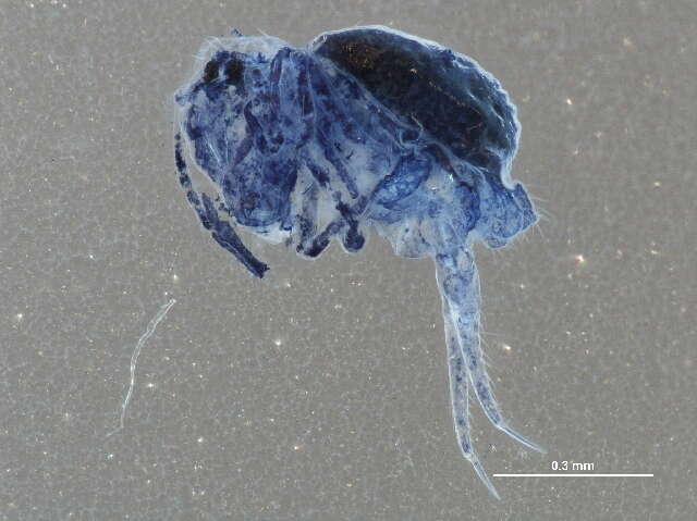 Image of Dicyrtoma fusca (Lubbock & J 1873)