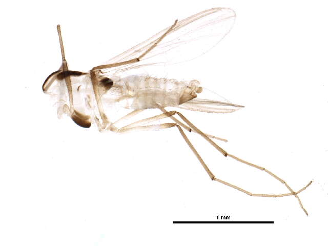 Cladotanytarsus amandus Hirvenoja 1962 resmi