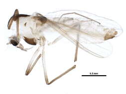 Cladotanytarsus amandus Hirvenoja 1962 resmi