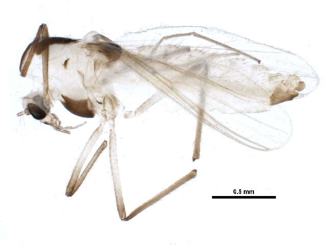 Cladotanytarsus amandus Hirvenoja 1962 resmi