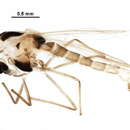 Image of Cladotanytarsus pallidus Kieffer 1922