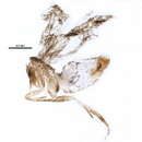 Image of Stigmella procrastinella (Braun 1927) Wilkinson et al. 1979