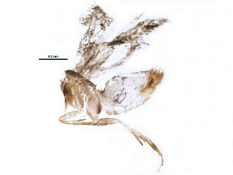 Image of Stigmella procrastinella (Braun 1927) Wilkinson et al. 1979