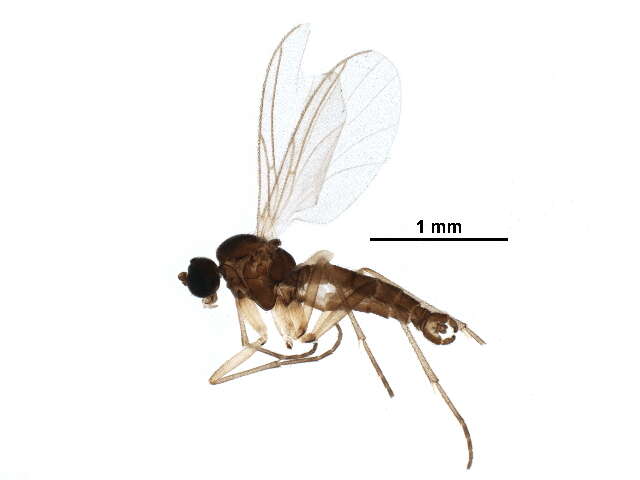 Image of Dichopygina duplicis Vilkamaa, Hippa & Komarova 2004