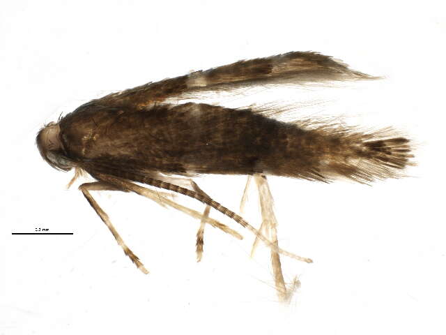 Image of Phyllonorycter diversella (Braun 1916)