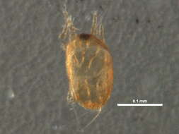 Image of Oligonychus