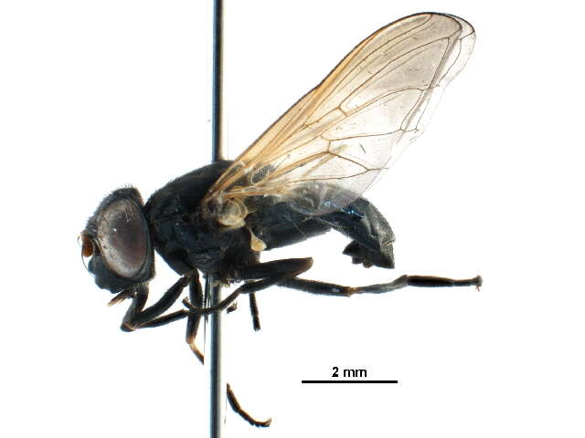 Image of Cheilosia pontiaca (Shannon 1922)