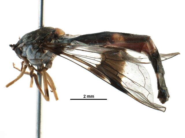 صورة Ocyptamus fascipennis (Wiedemann 1830)