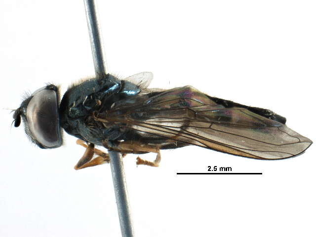 Image of Platycheirus