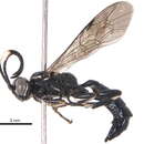 Image of <i>Homalactia harringtoni</i>