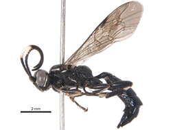 Image of <i>Homalactia harringtoni</i>