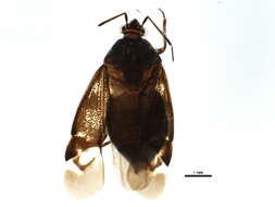 Image of Deraeocoris albigulus Knight 1921