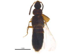 Image of Atheta (Alaobia) ventricosa Bernhauer 1907