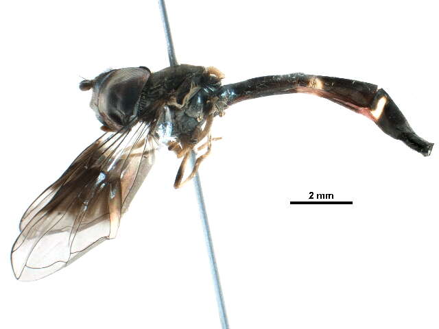 صورة Ocyptamus fascipennis (Wiedemann 1830)