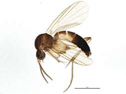 Image of Macrobrachius