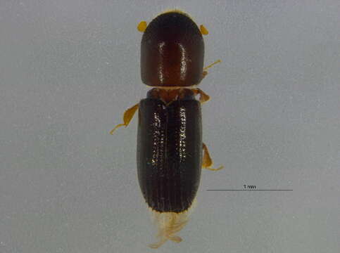 Image of Bark beetle