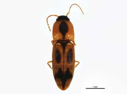 Image of <i>Aeolus mellillus</i>