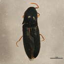 Image of <i>Agriotes avulsus</i>