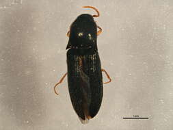 Image of <i>Agriotes avulsus</i>