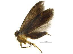 Image of <i>Chionodes imber</i>