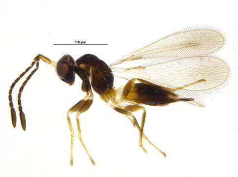 Image of Gonatocerus morrilli