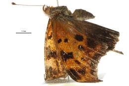 Слика од Polygonia interrogationis Fabricius 1798