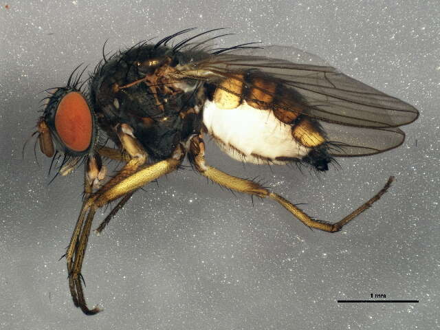 Image of Emmesomyia