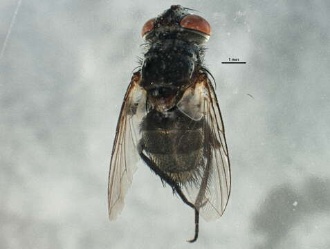 Image of Tachinid fly