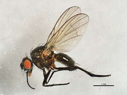 Sivun Botanophila profuga (Stein 1916) kuva