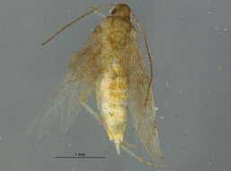 Image of Mompha cephalonthiella