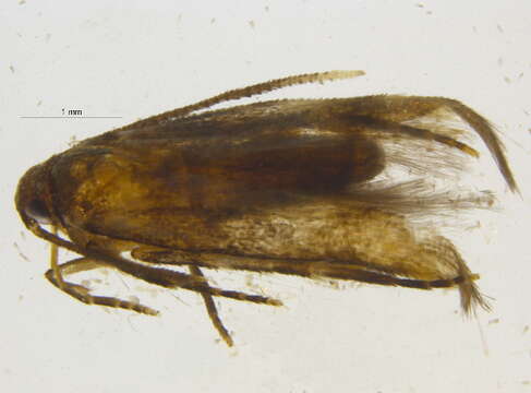 Image of Stilbosis tesquella Clemens 1860