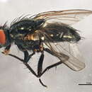 Image of Zaphne implicata (Huckett 1944)