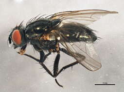 Image of Zaphne implicata (Huckett 1944)