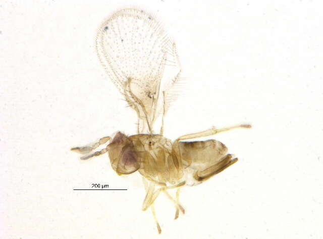 Image of Trichogramma platneri Nagarkatti 1975