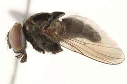 Image of Gymnodia delecta (Wulp 1896)