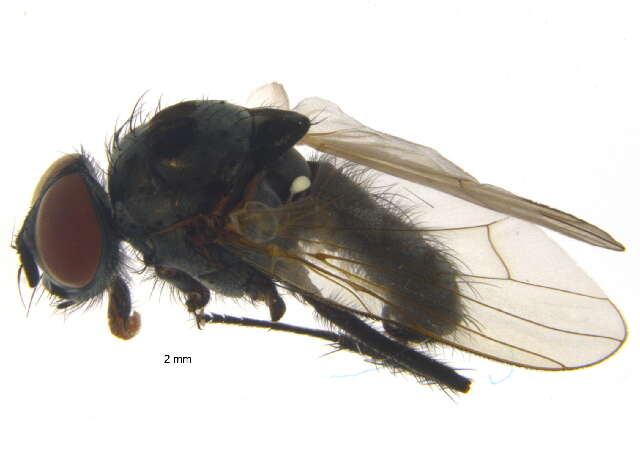 Image of Anthomyia plurinotata Brulle 1833