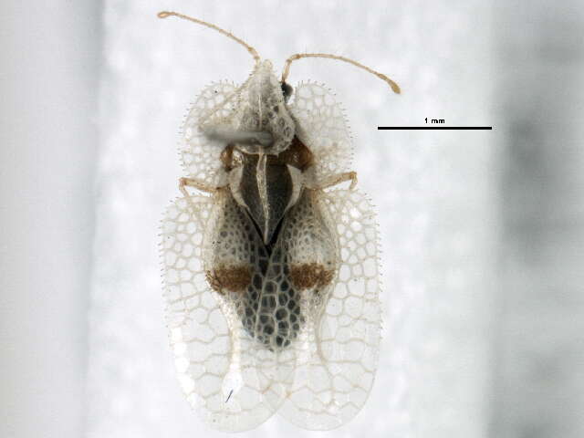 Image of Sycamore Lace Bug