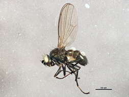 Image of Hydrellia notata Deonier 1971