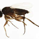 Image of Megaselia agarici (Lintner 1895)